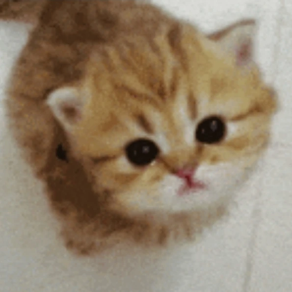아기콩이