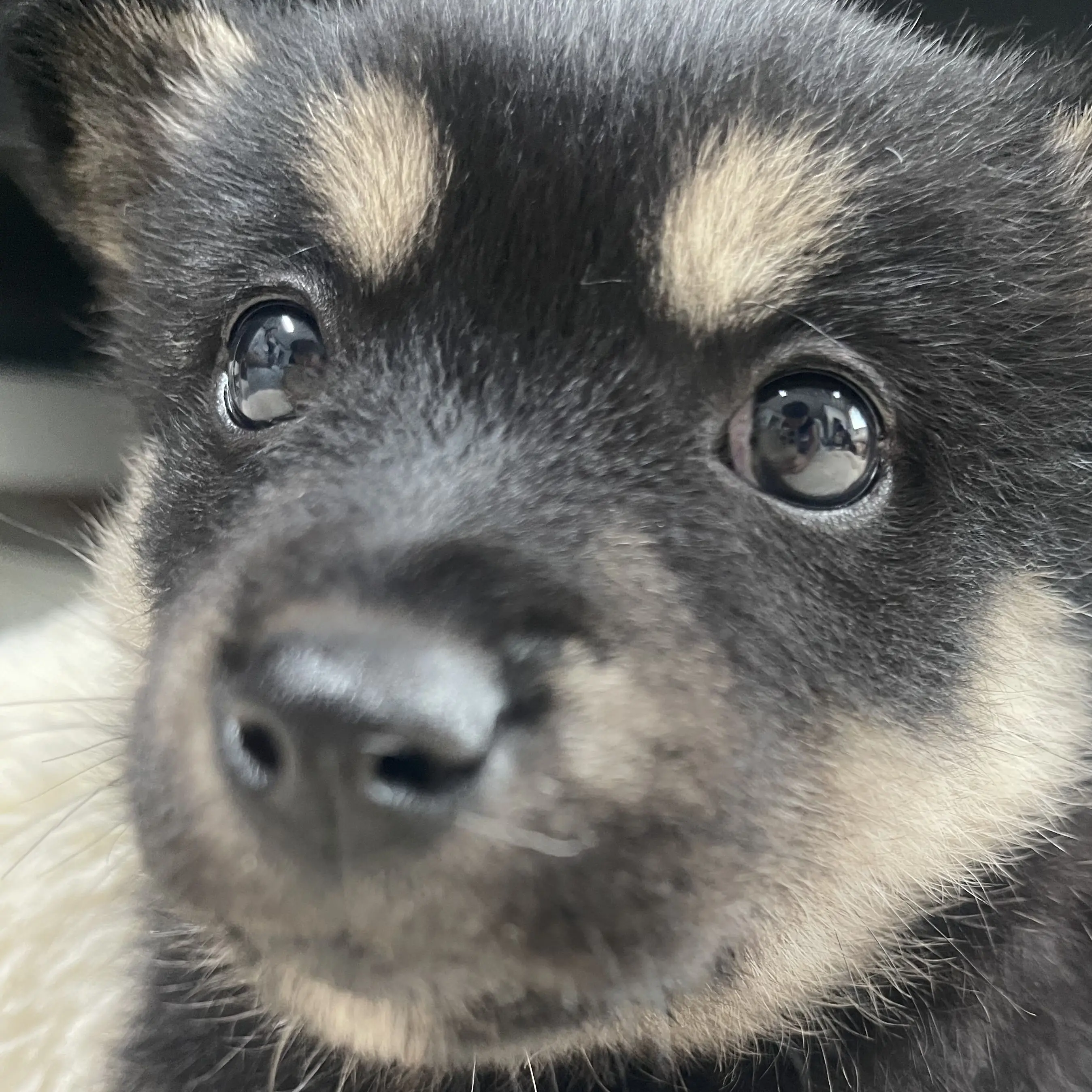 ZzzZzz030의 체인소맨 가족(다 못넣었어여..ㅠㅠ)