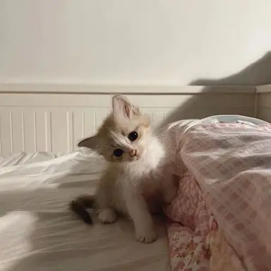 Profile image of アンシン