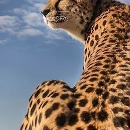 Profile image of 緋八マナ