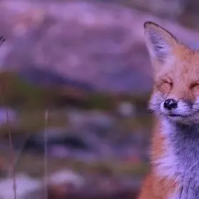 Profile image of 星導ショウ