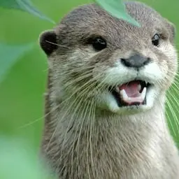 Profile image of 伊波ライ