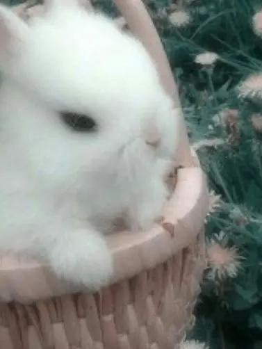 FestalTank4262의 肉食動物たち と 草食動物