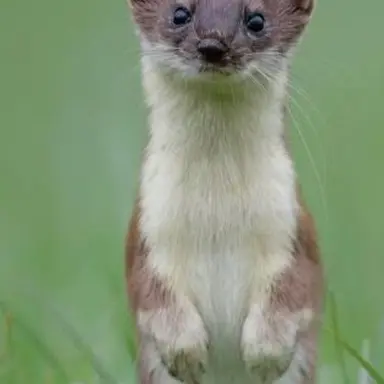 Profile image of 叢雲カゲツ