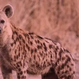 Profile image of 赤城ウェン