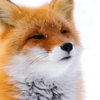 Profile image of 여우