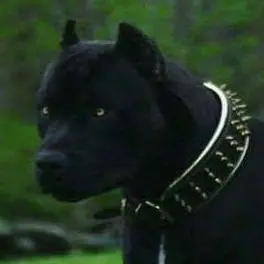 Profile image of Max