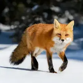 Profile image of キム・ヨウ
