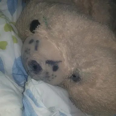 Profile image of 직김마