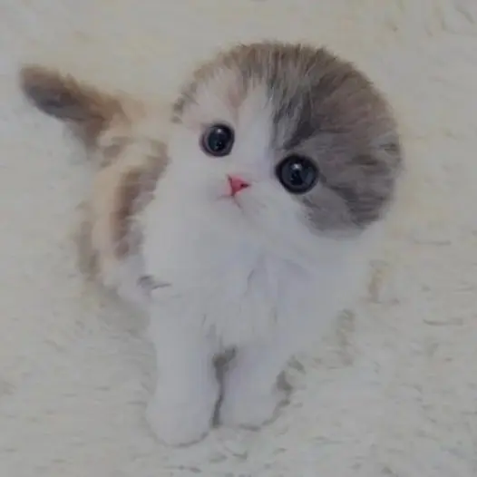TritePika8211의 맘대로
