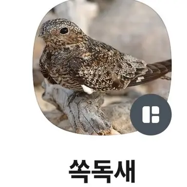 Profile image of 쏙독새