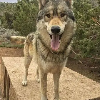 Profile image of 늑대