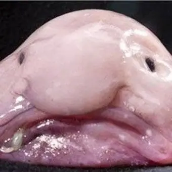 Profile image of 쿠로카와 하루키