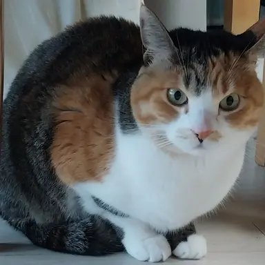 Profile image of 순심