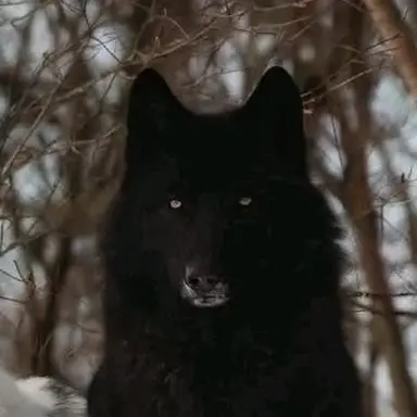 Profile image of 히한