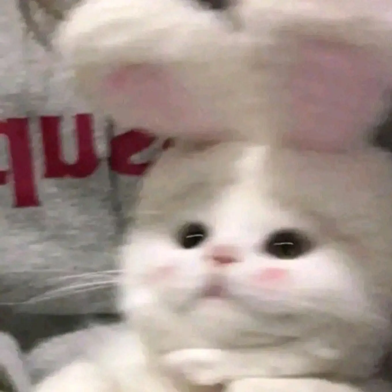 cat.love의 일진인데…변태..!(개인용이긴해여)