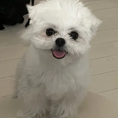 Profile image of 뭉치