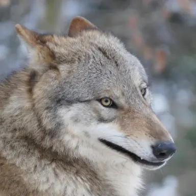 Profile image of ヌクデ
