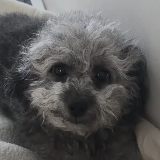 콩이
