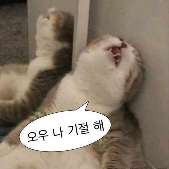 GrossZorse2130의 고양이