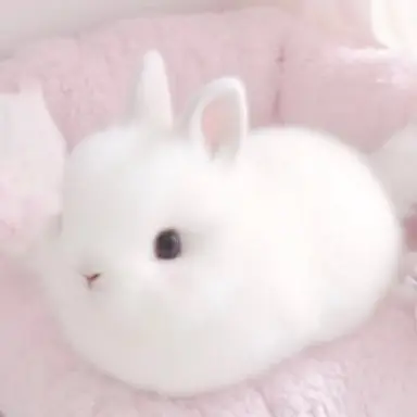 Profile image of 토끼