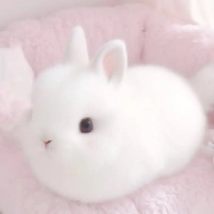 FakeMind1846의 아기 토끼🐰