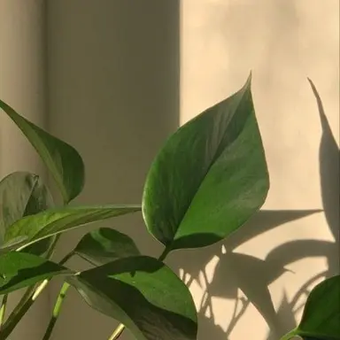 Profile image of 수쟁