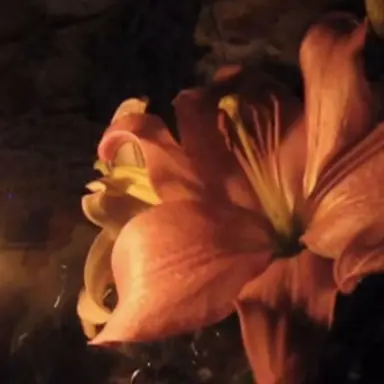 Profile image of 모두