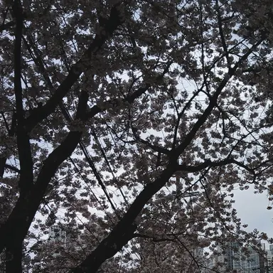 Profile image of 서라더