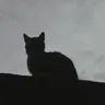 Profile image of .