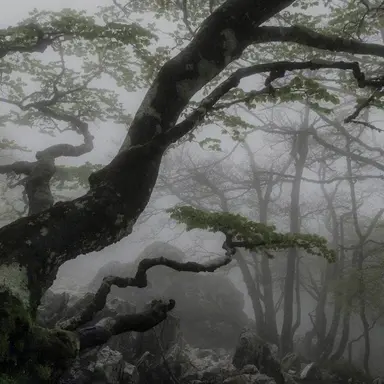 Profile image of Silas