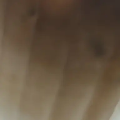 Profile image of 壮大