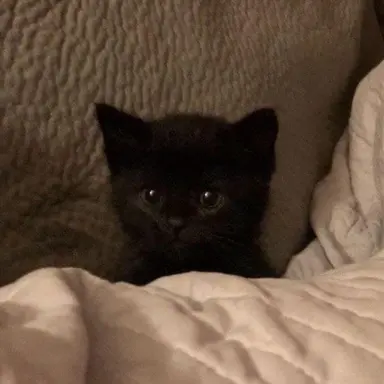 Profile image of 전웑우