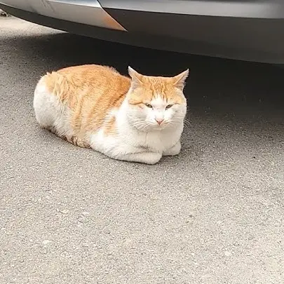 kdyoung0514의 털바퀴