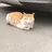털바퀴