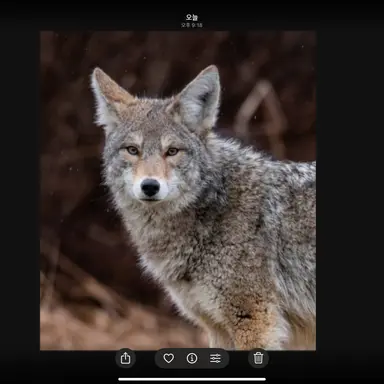 Profile image of 늑대