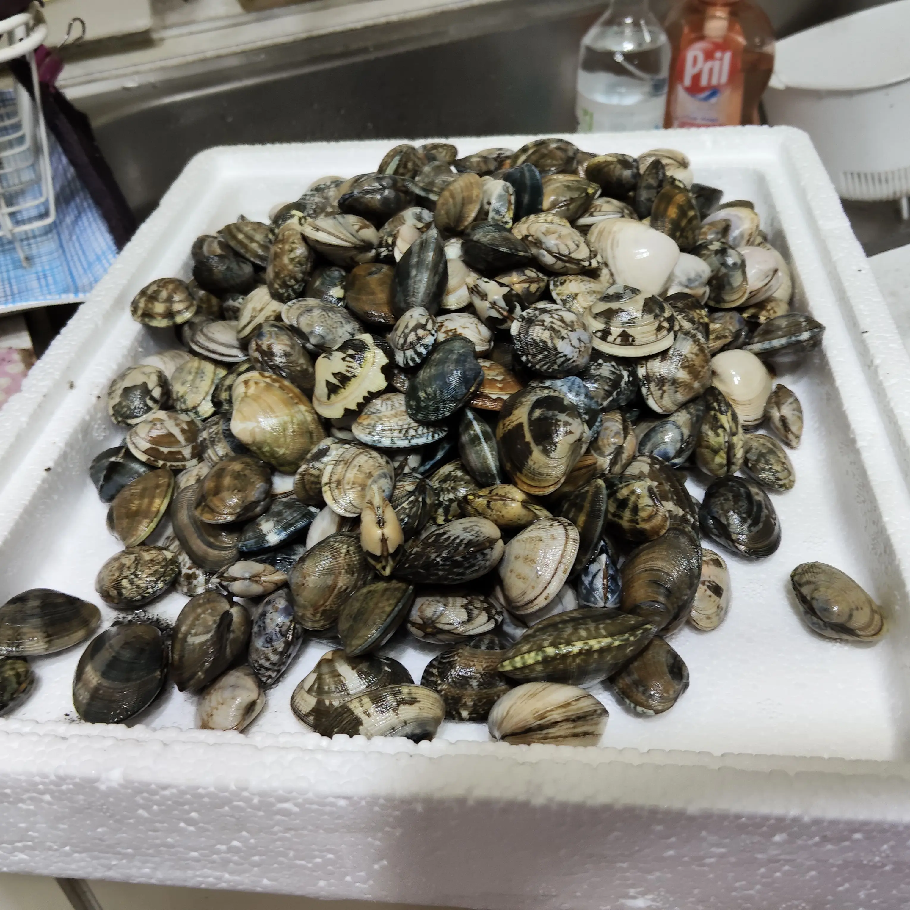 LightPaste5581의 다오데 누명