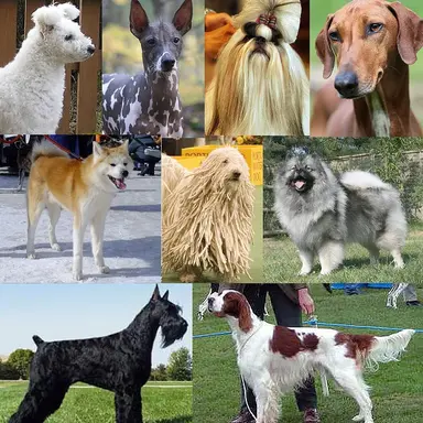 Profile image of 강아지