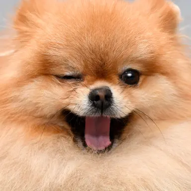 Profile image of 강아지입양서