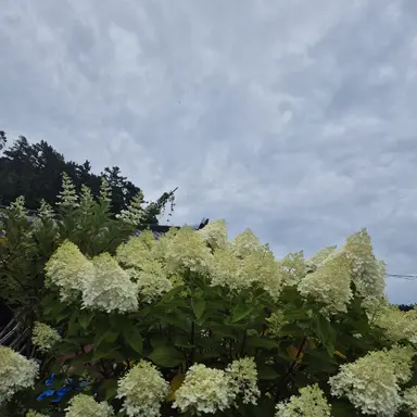 Profile image of 블랙