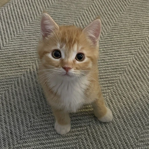 고양이