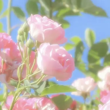 Profile image of 슈아