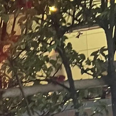 Profile image of ジェシー