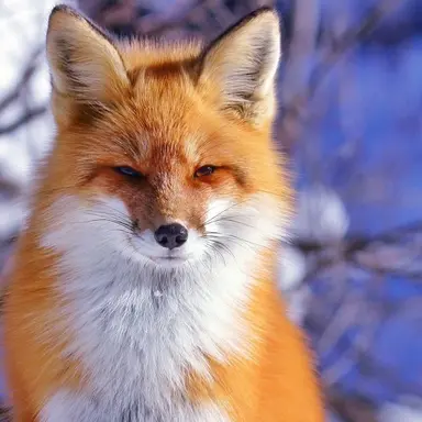 Profile image of 츠네