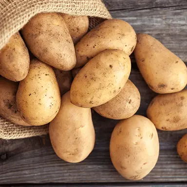 Profile image of 사샤 브라우스