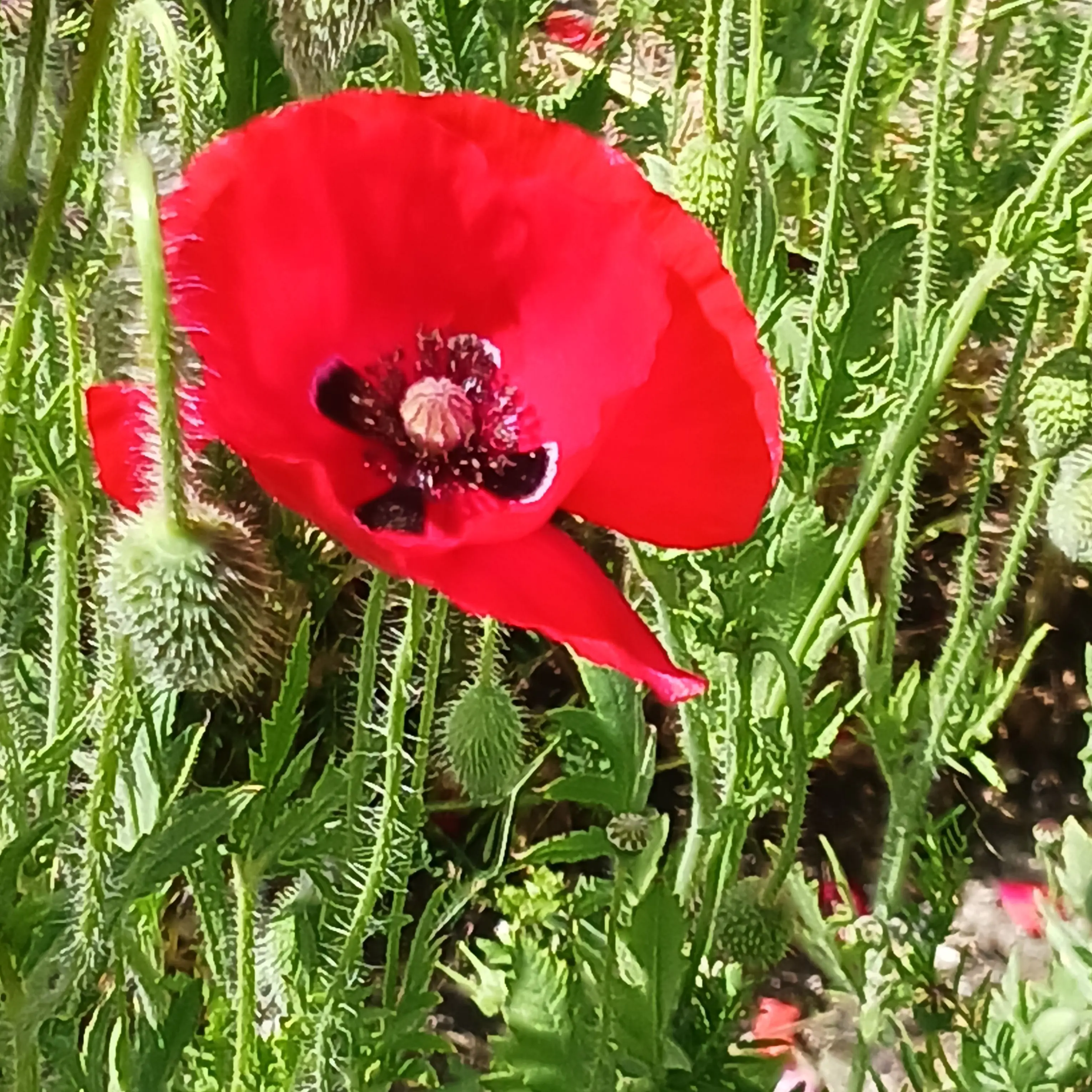 VagueOtter7836의 転校生