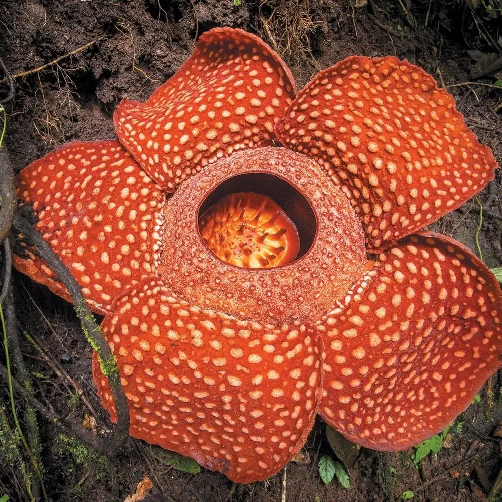 Flower Infected Hand Rolimon Flower Parasite Infection - zeta
