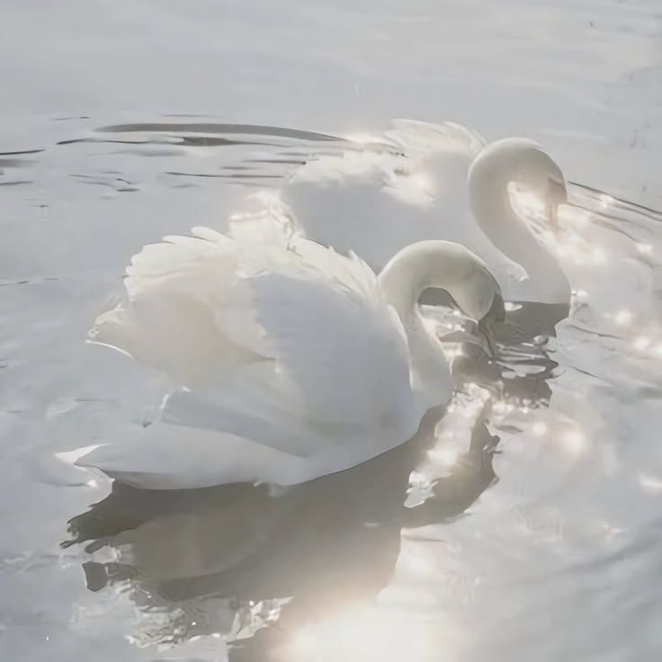 angel¿ 대표 이미지