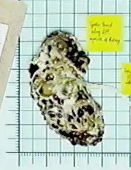 Profile image of The Growth