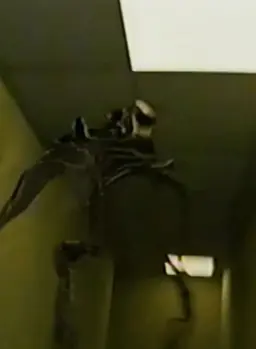 Profile image of The Lifeform